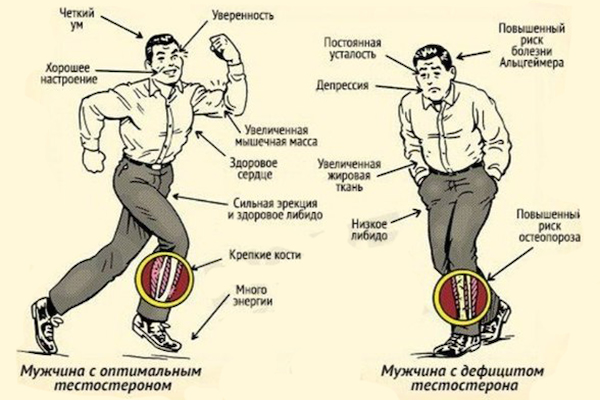 Как тестостерон положительно влияет на организм